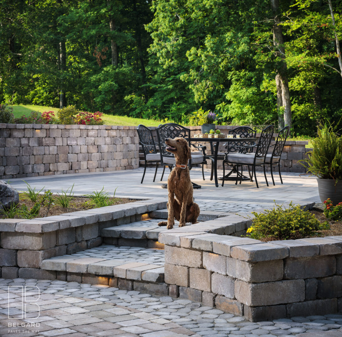 A brown dog sitting on stone steps in a landscaped patio area.